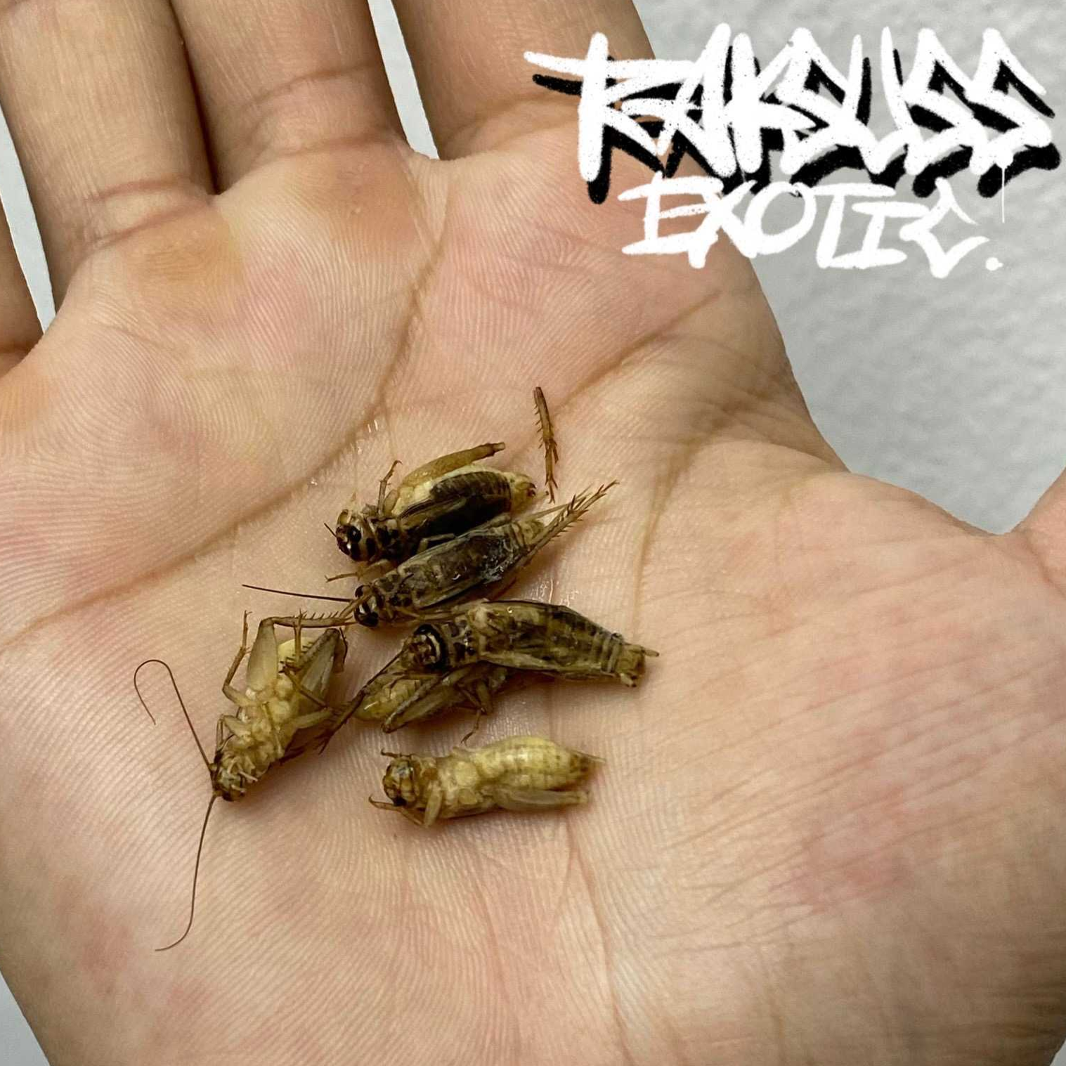 Frozen Cricket/สะดิ้งแช่แข็ง (500g.-1000g.)