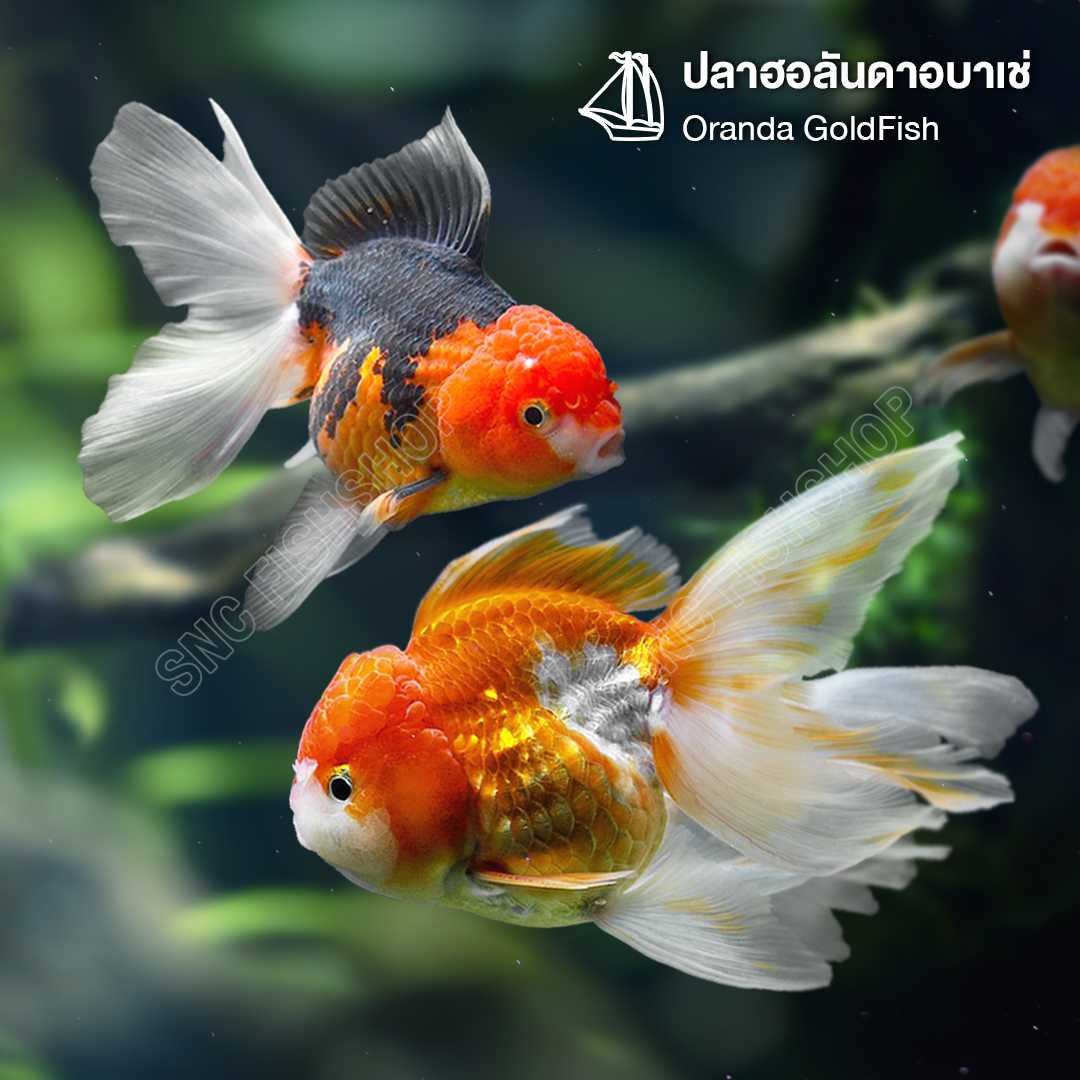 ปลาฮอลันดาอบาเช่ (Oranda Gold Fish) ขายเซทละ 2ตัว/5ตัว มี 3 ไซส์ 1-1.5นิ้ว/2นิ้ว/2.5-3นิ้ว
