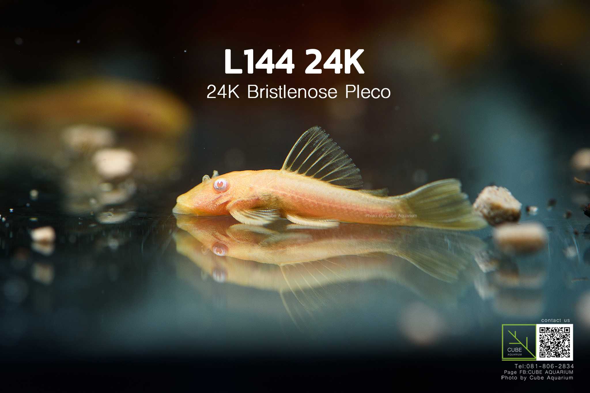 L144 เผือกหางสั้น  24K . L144 Abn bristlenose pleco 24K 1นิ้ว 