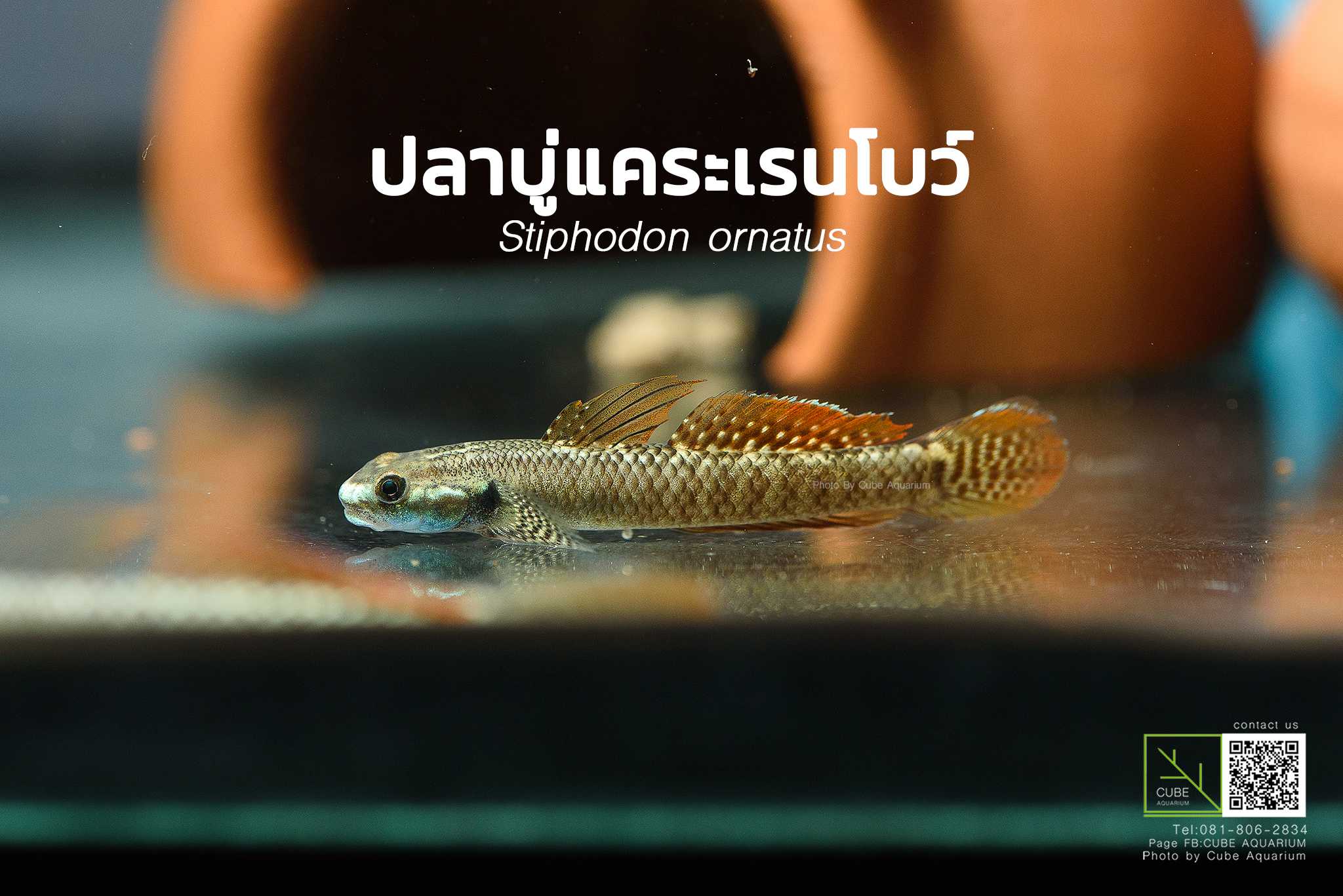 ปลาบู่แคระเรนโบว์Stiphodon ornatus 2.3“ 