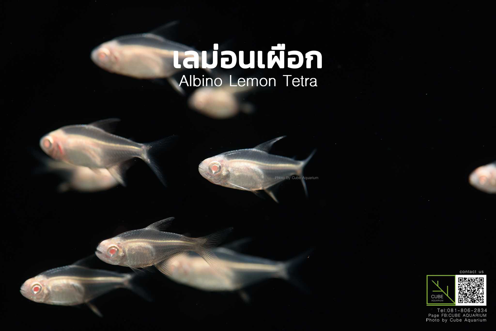 ปลาเลม่อนเผือก Albino Lemon Tetra 1นิ้ว