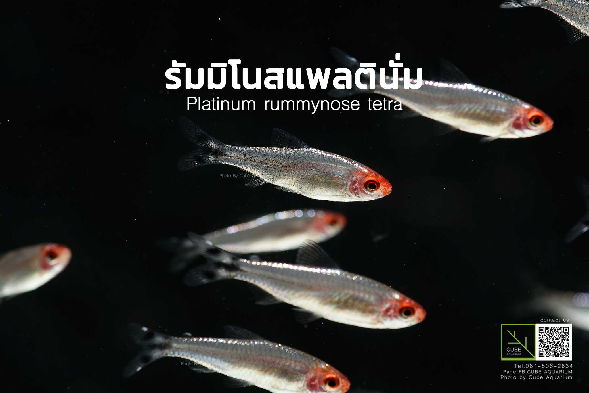 ปลารัมมิโนสแพลตินั่ม Platinum rummy nose tetra