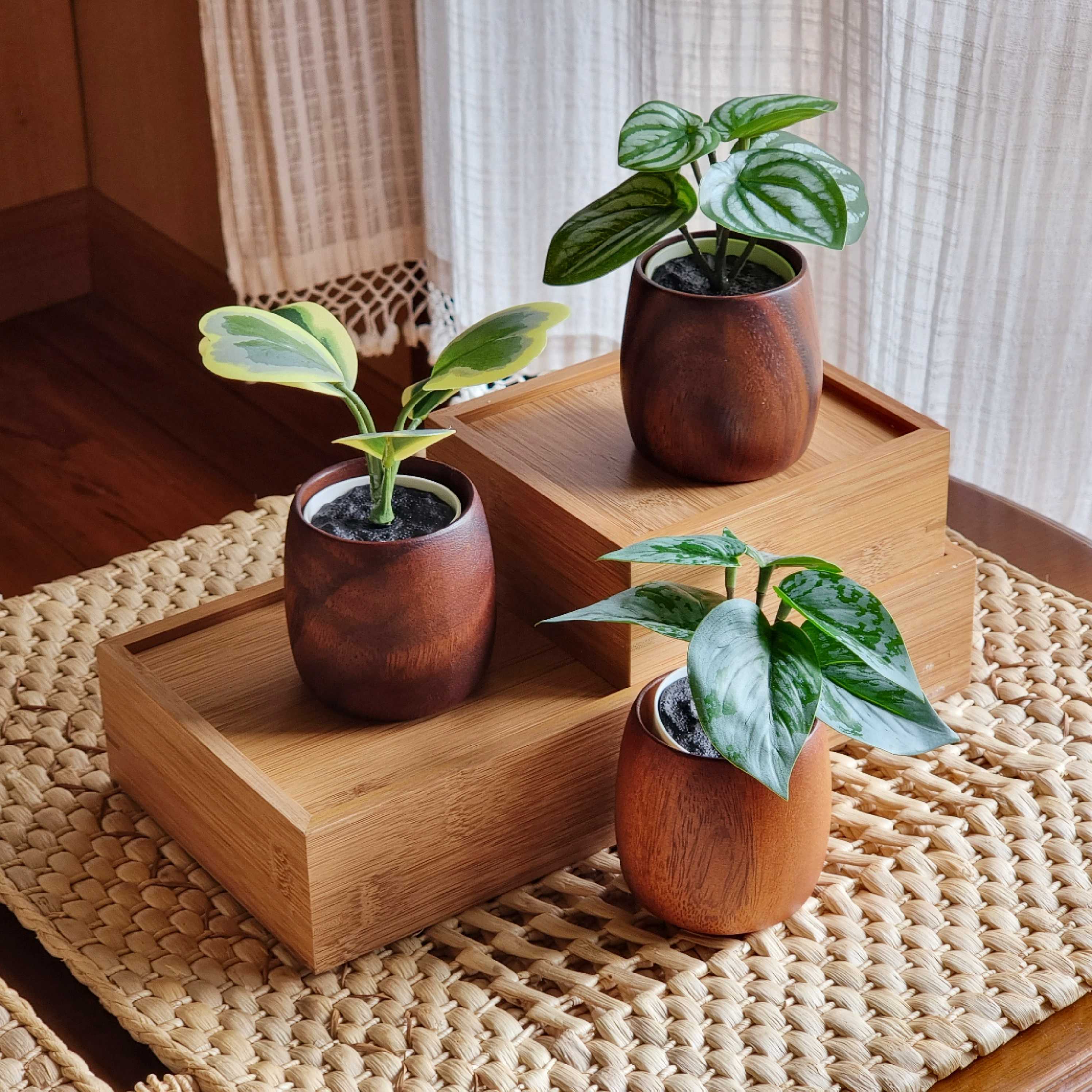 [Set] Three Trees: เซ็ตต้นไม้สามต้น (เลือกต้นได้)