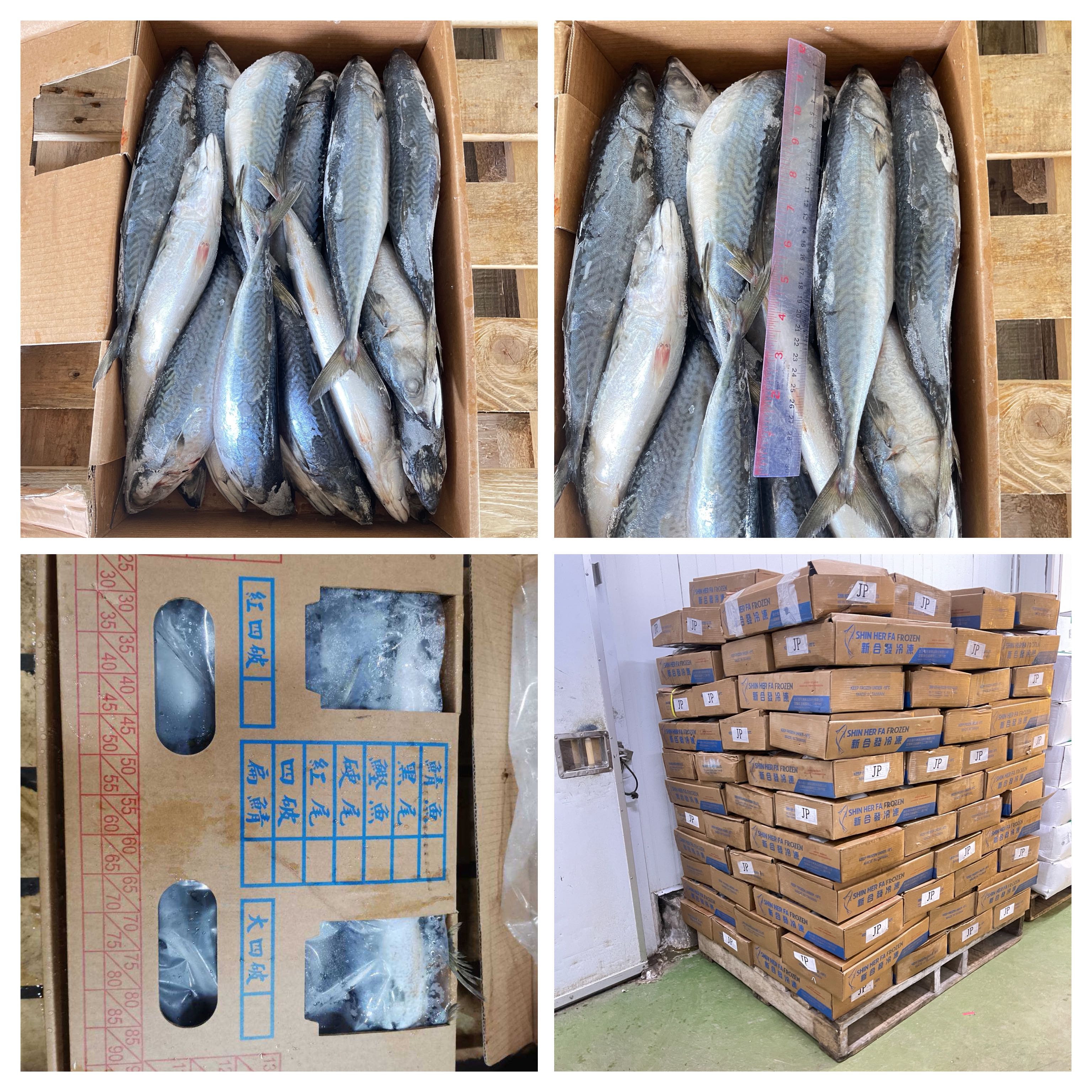 1610-005 - ปลาซาบะไต้หวัน 400/600 [ 10 กก.]