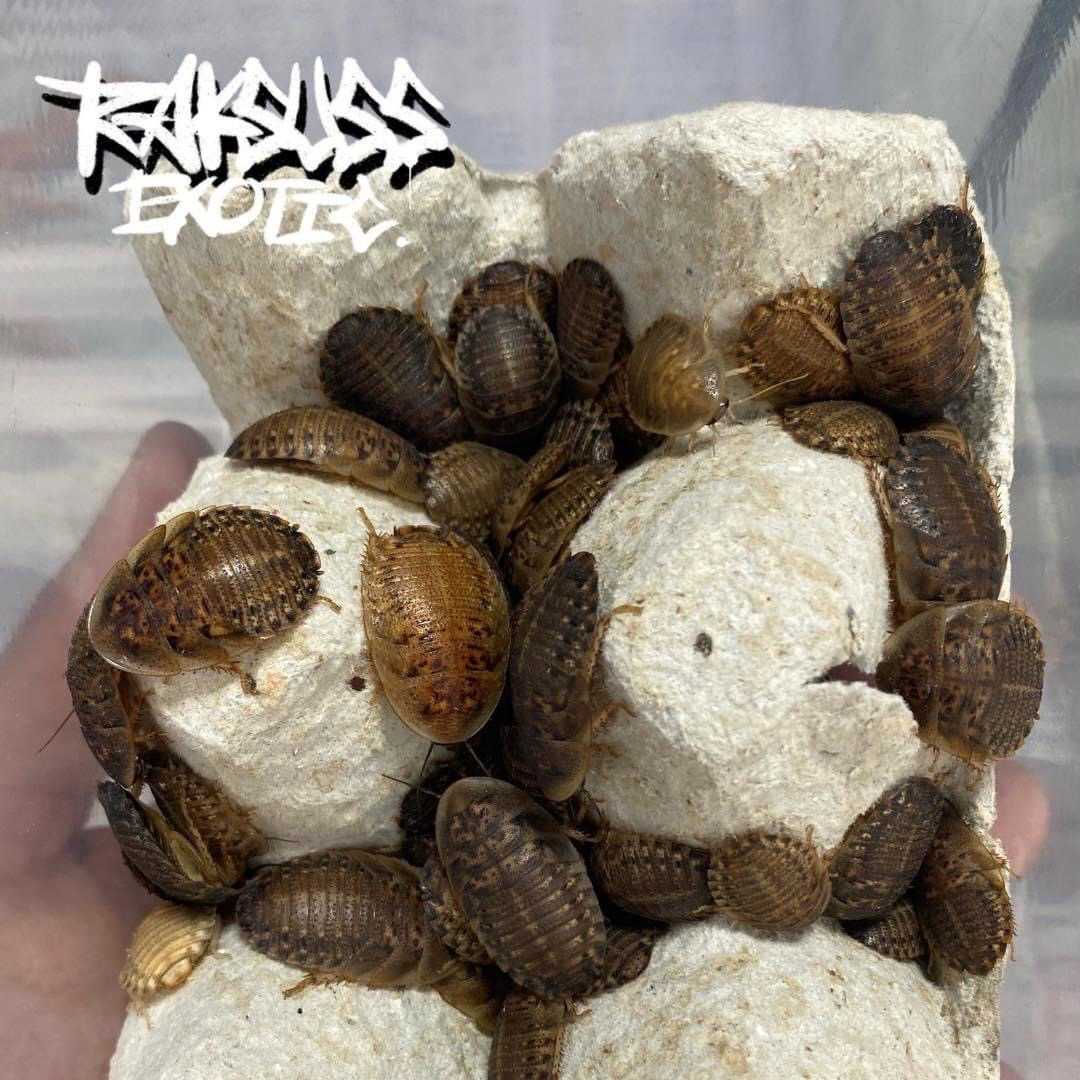 Dubia Roaches Size M(30g.)