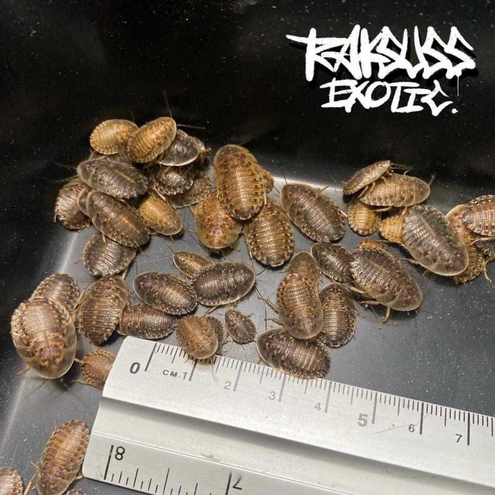 Dubia Roaches Size S(50g.)