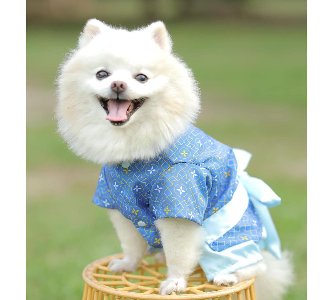  ชุดไทยน้องหมา /ผู้ชาย ลายดอกพิกุลแก้ว