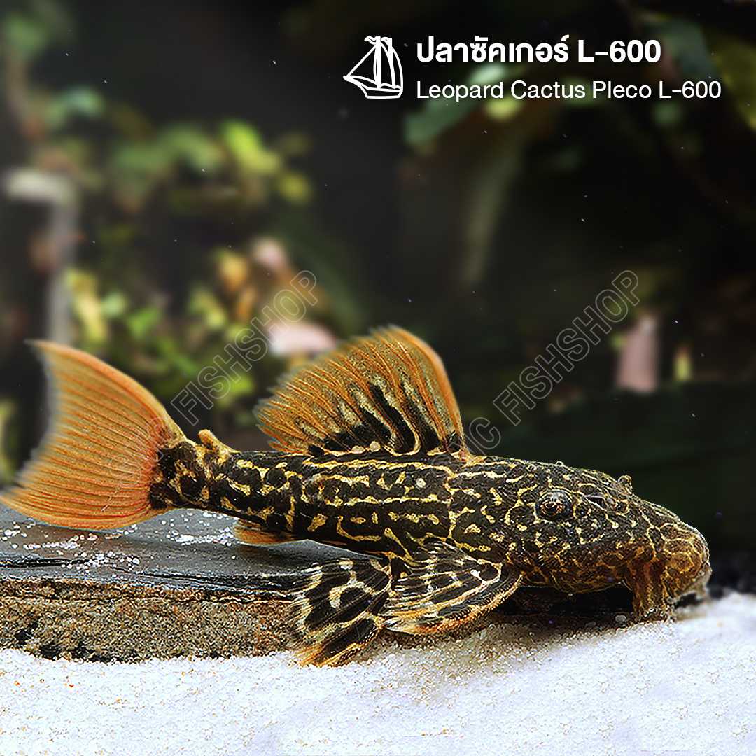 ซัคเกอร์ L-600 (Leopard Cactus Pleco L-600) จำนวน 1 ตัว ไซส์ 2.5cm.