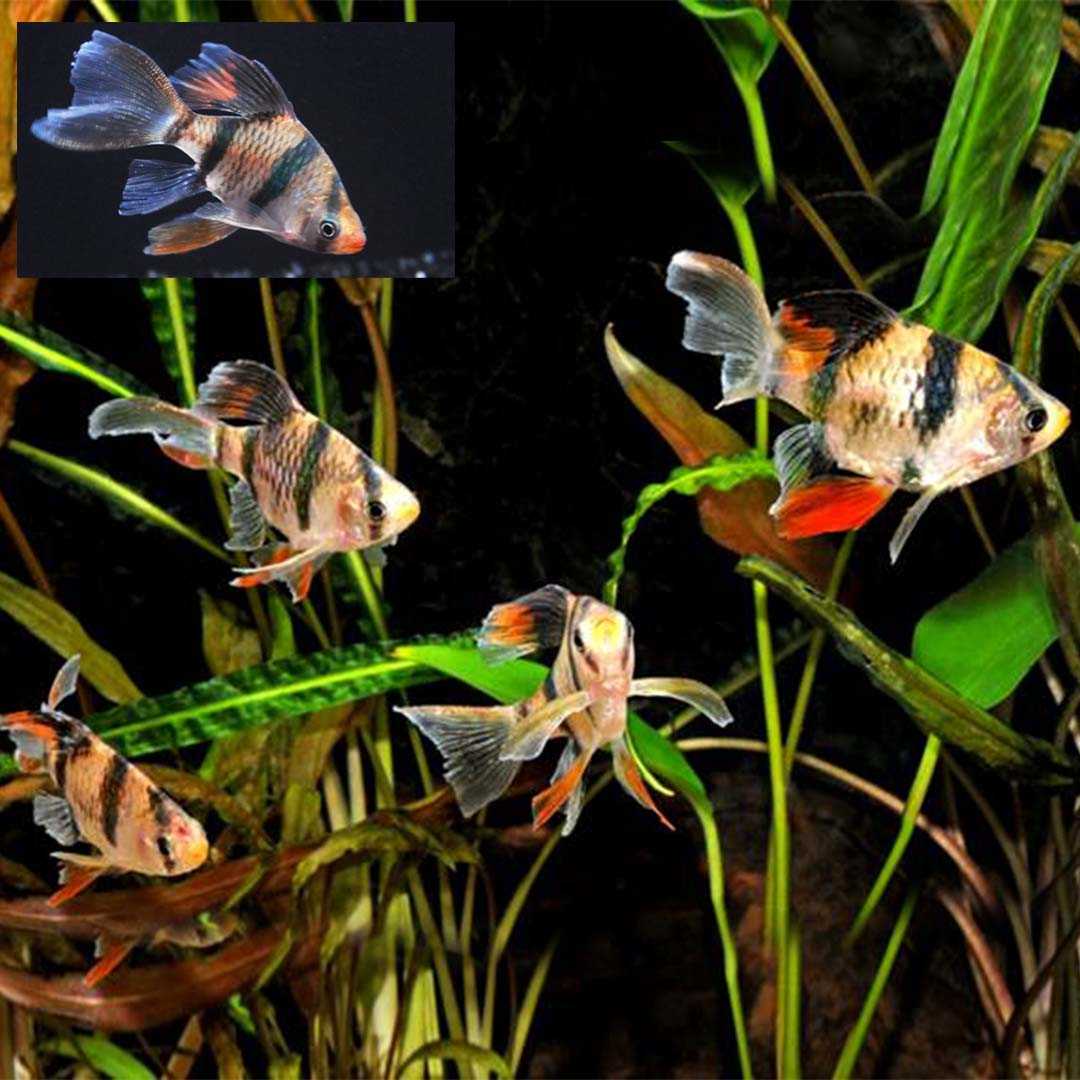 ปลาเสือสุมาตราลายเสือหางยาว (Long Fin Tiger Barb) ขายเซทละ 2ตัว/5ตัว ไซส์ประมาณ 4cm.