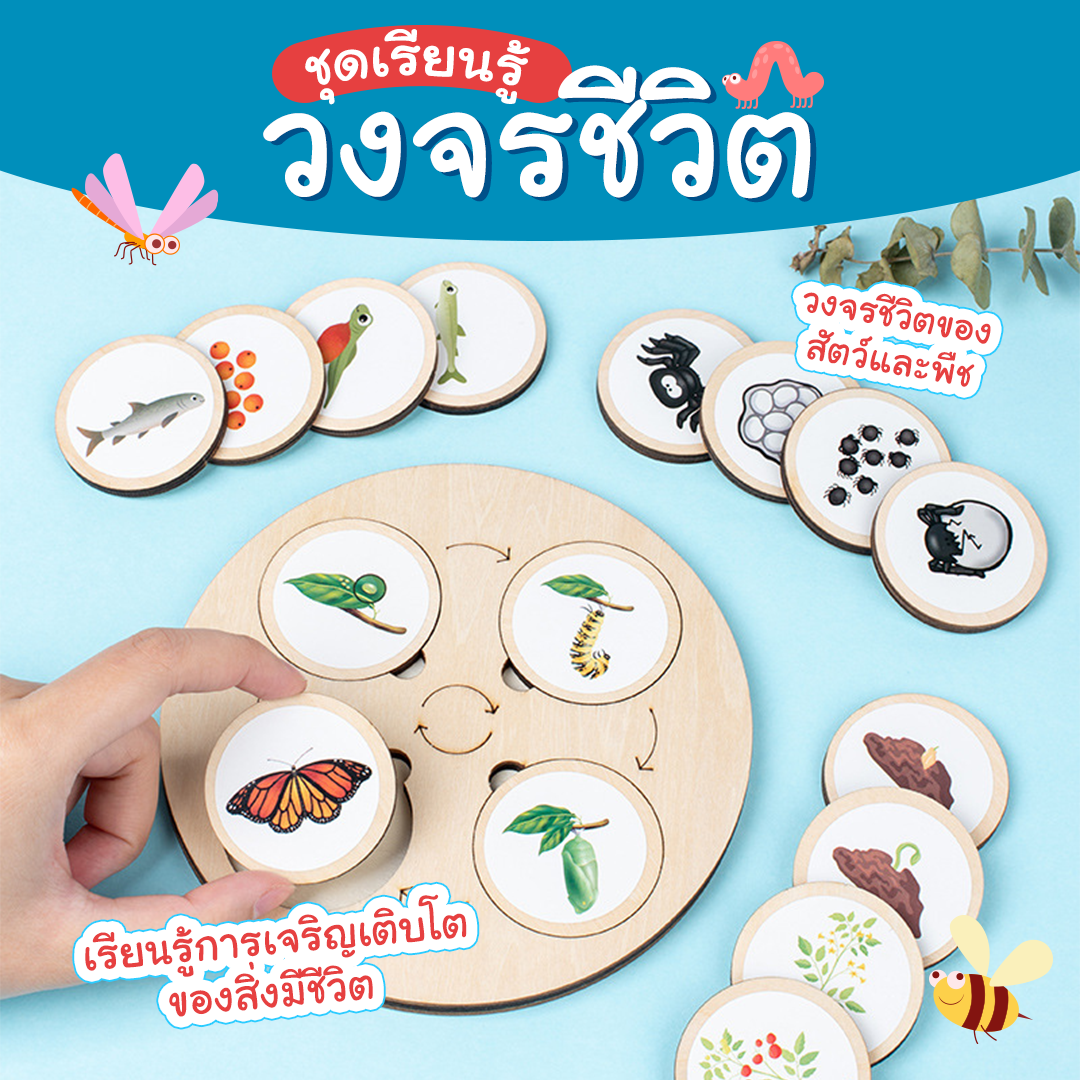 ชุดเรียนรู้วงจรชีวิต Montessori Life Cycle Plate