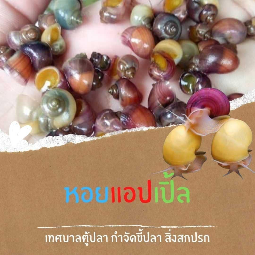 หอยแอปเปิ้ลคละสี ตัวช่วยขจัดขี้ปลาและสิ่งสกปรก