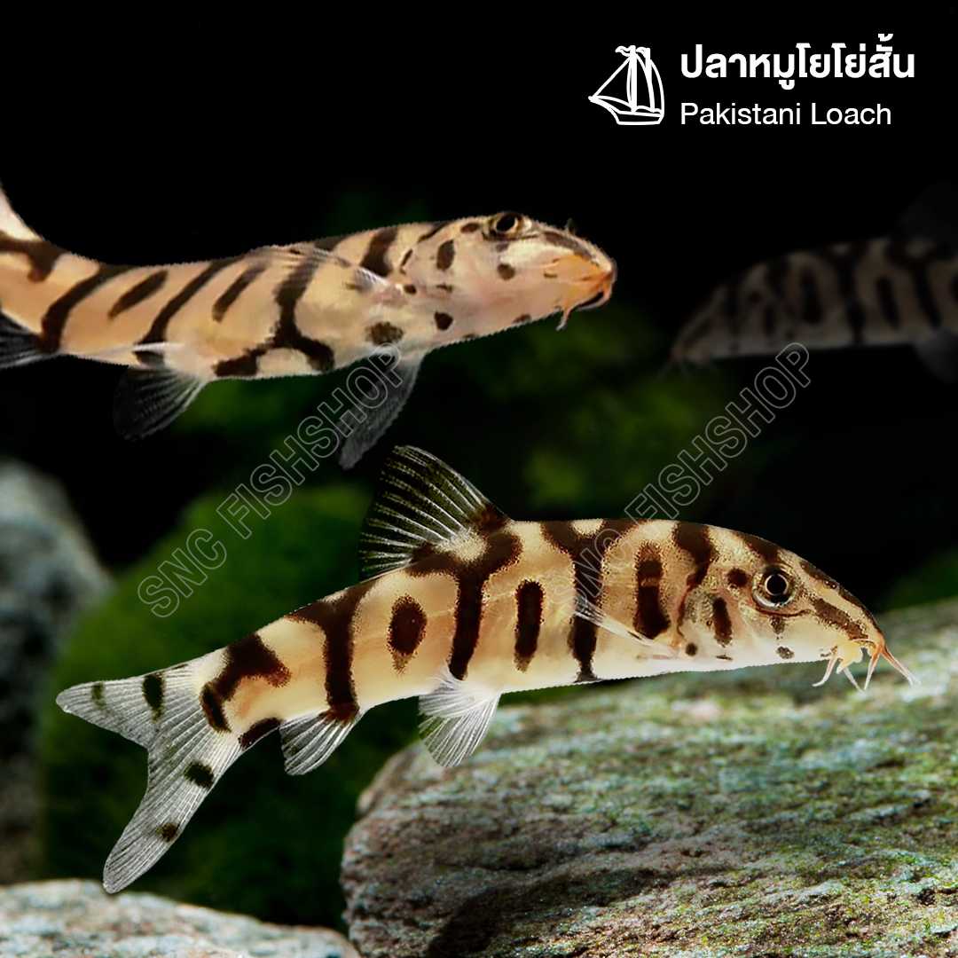 ปลาหมูโยโย่สั้น Short Body Pakistani loach ขายเซทละ 2ตัว/5ตัว ไซส์ประมาณ 4cm.