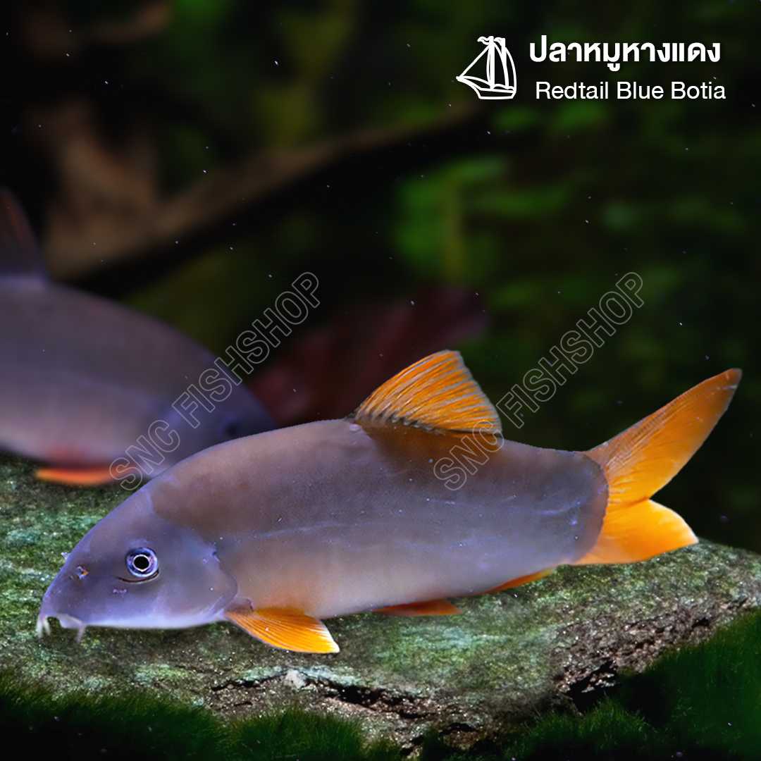 ปลาหมูหางแดง Redtail Blue Botia (Yasuhikotakia Modesta) ขายเซทละ 1ตัว/2ตัว ไซส์ XL-JUMBO 12cm