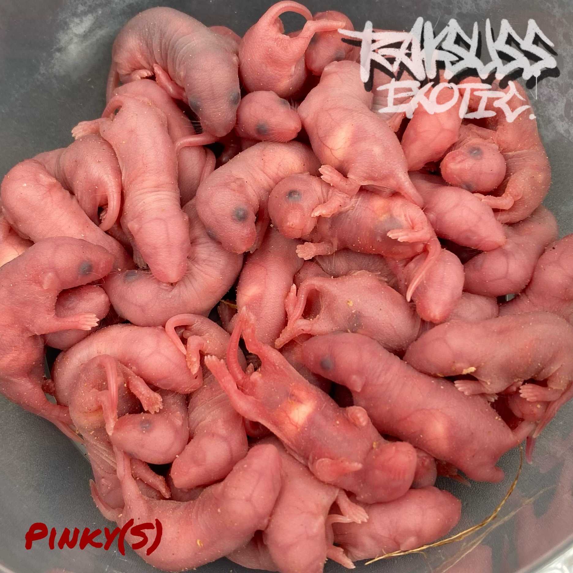 Frozen Mice Size Pinky(S)/แดงเล็ก 10ตัว