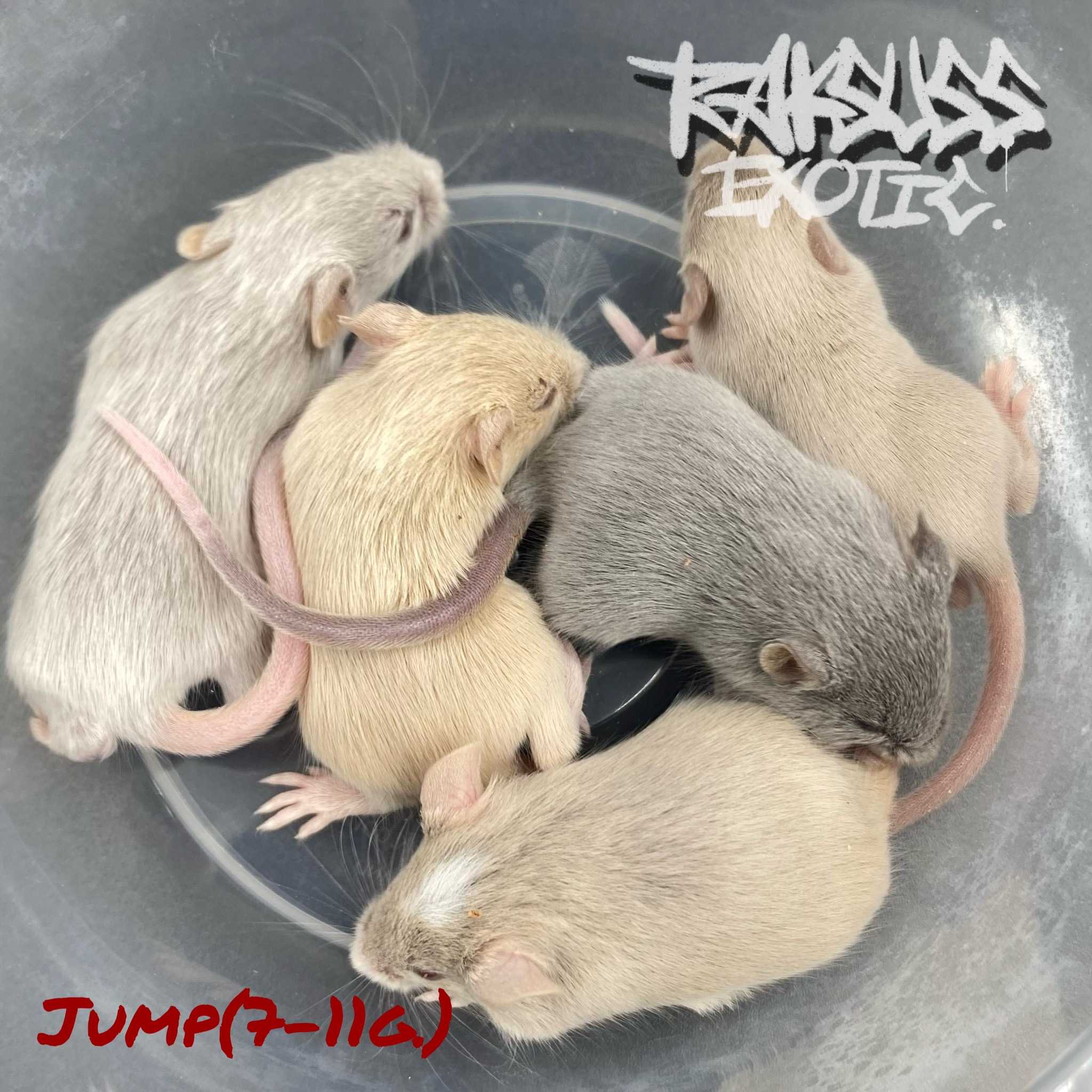 Frozen Mice Size Jump(7-11g.) 10ตัว