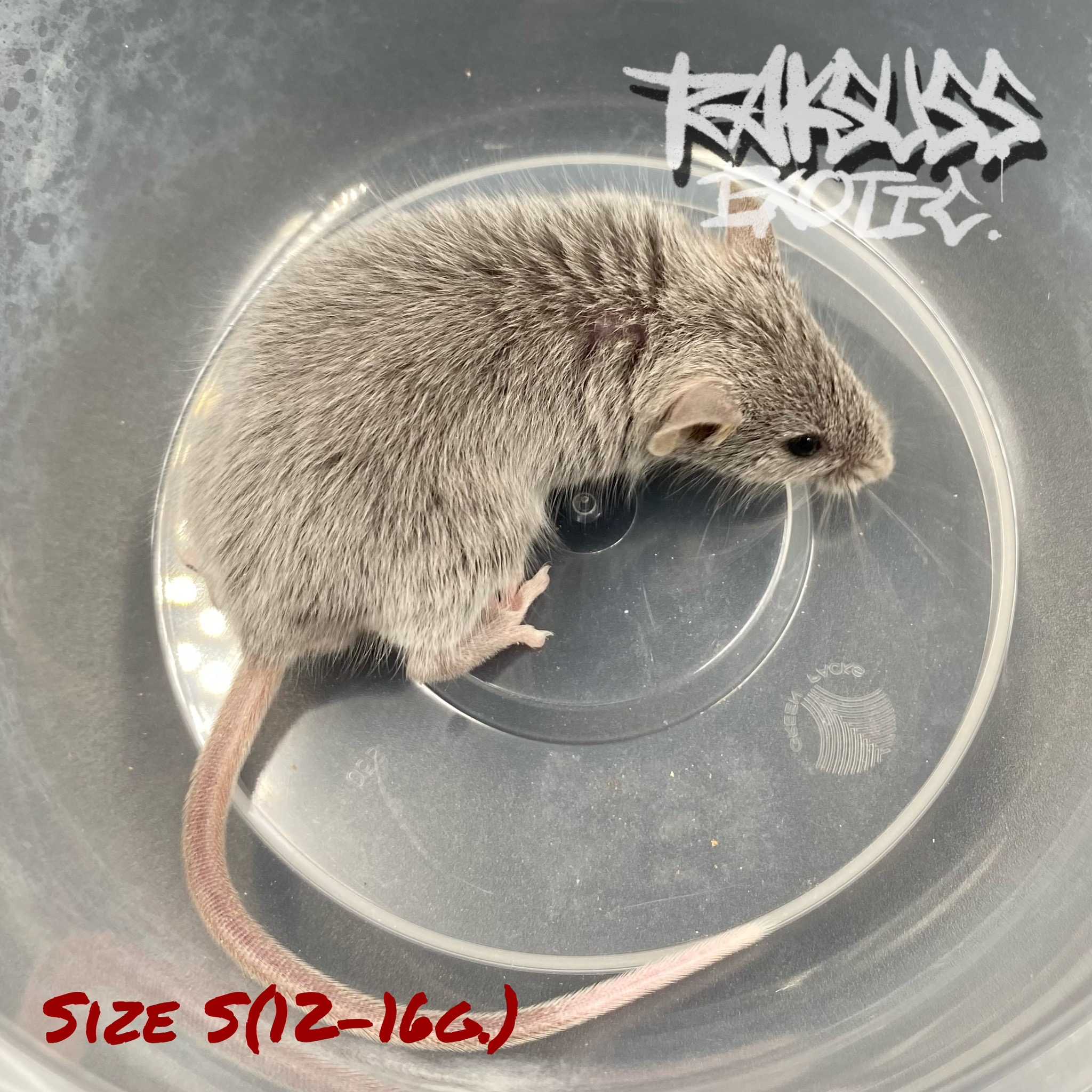 Frozen Mice Size S(12-16g.) 10ตัว