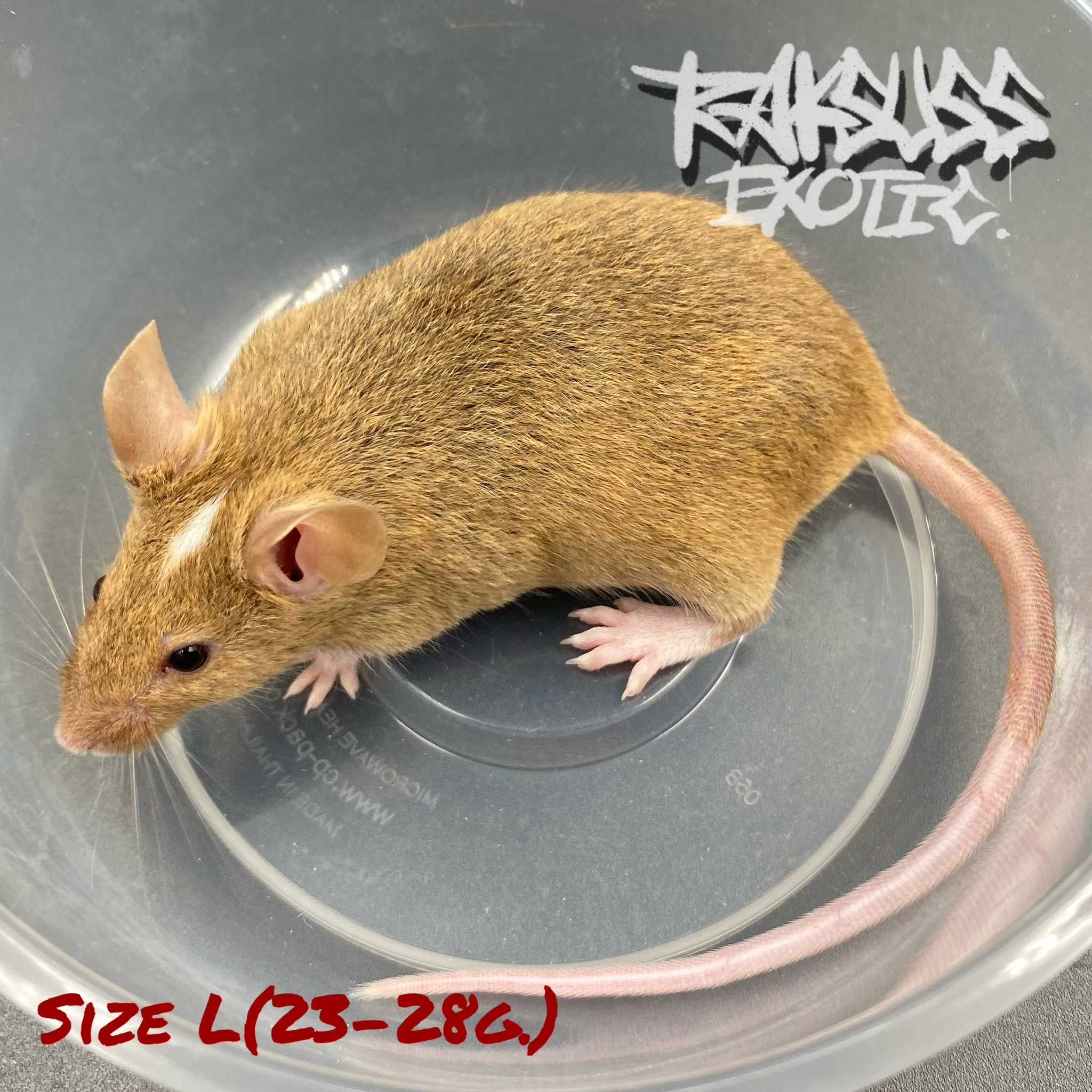 Frozen Mice Size L(23-28g.) 10ตัว