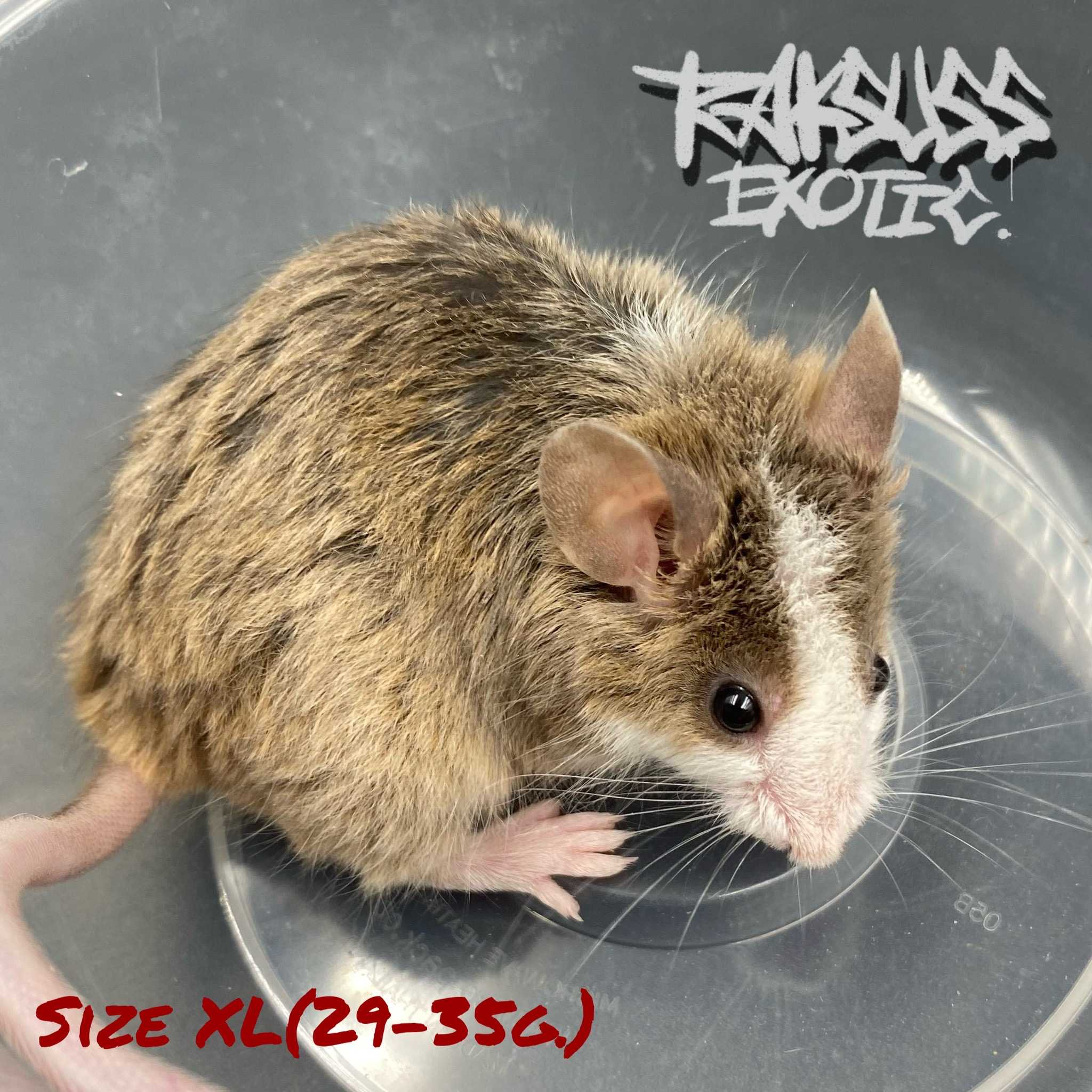 Frozen Mice Size XL(29-35g.) 10ตัว