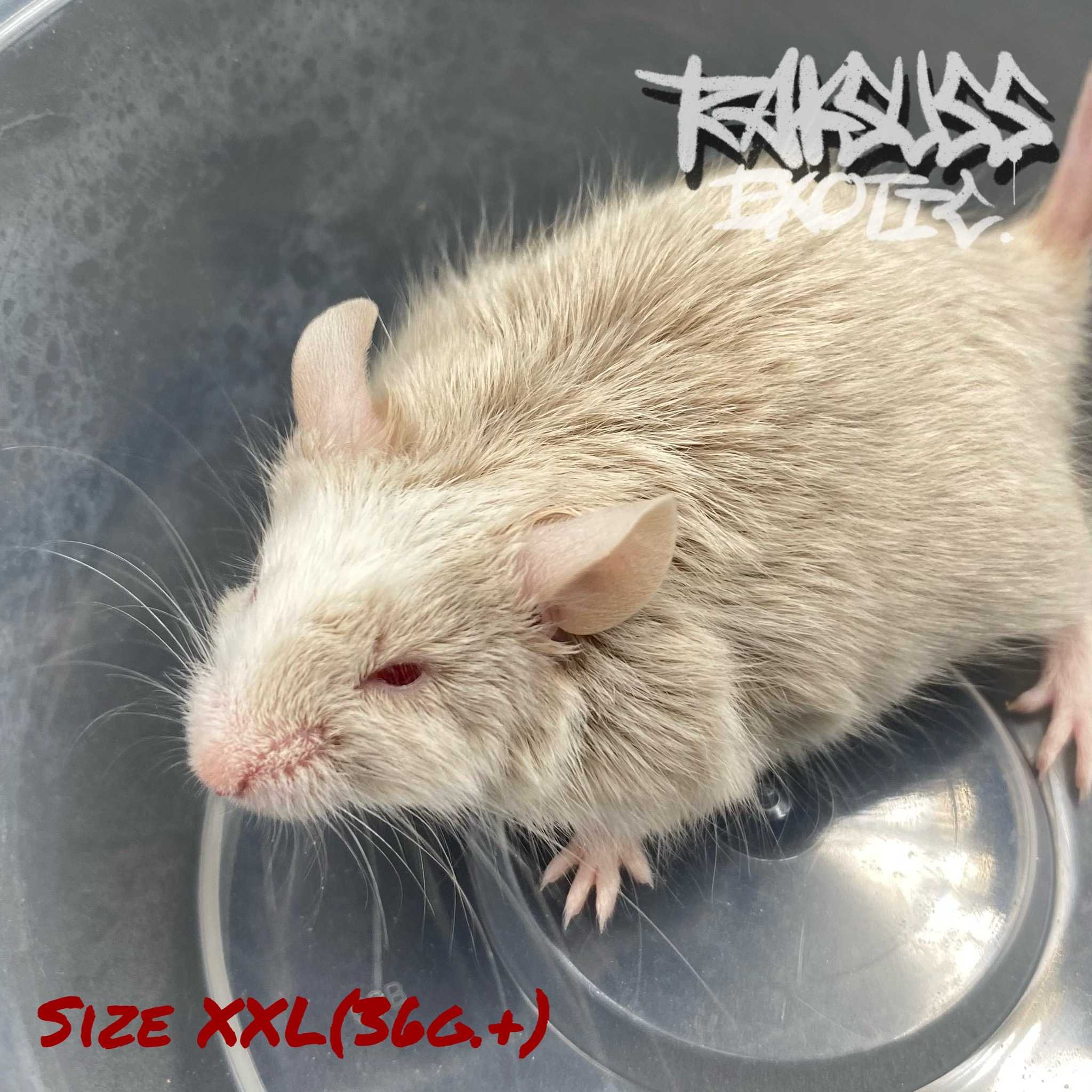 Frozen Mice Size XXL(36g.+) 10ตัว