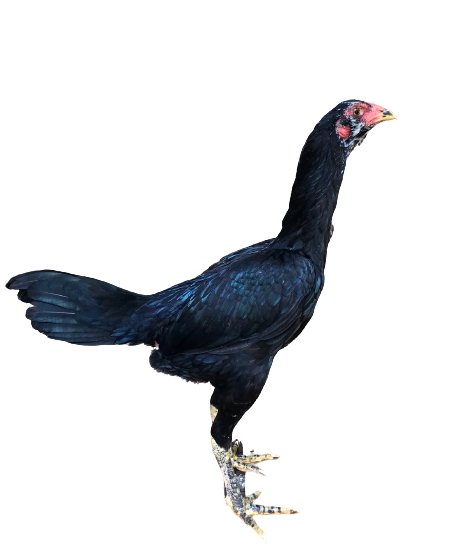 An Image