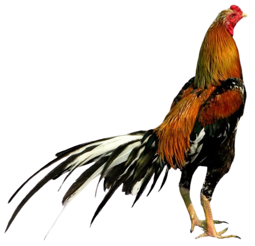 An Image