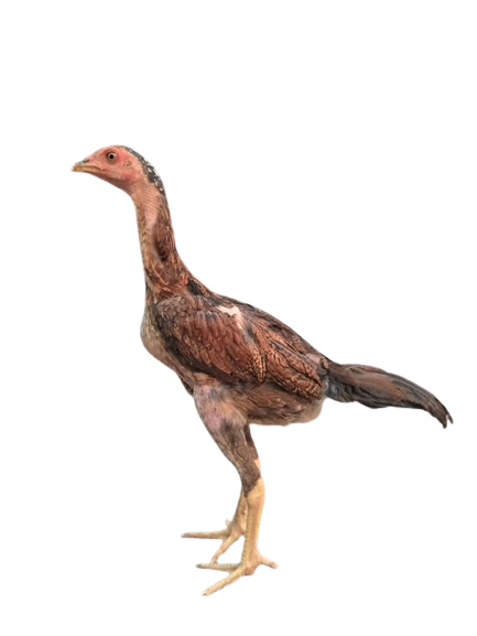 ไก่ชนรุ่นเล็ก 2-3-4 เดือน (ตัวผู้) สายพม่า+เยียร์ไต้หวัน