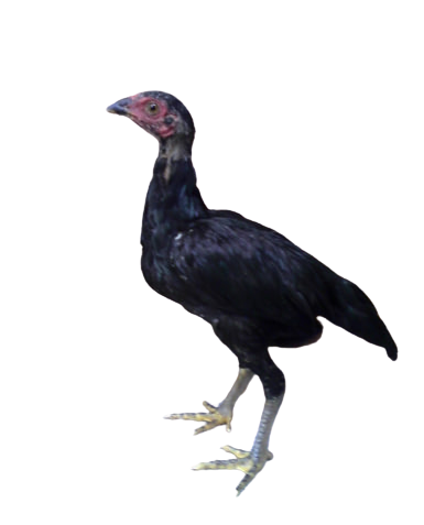 An Image