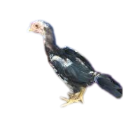 An Image