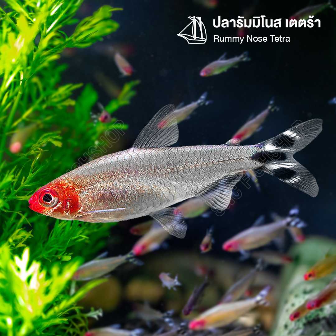 Best Seller รัมมิโนส (Rummy Nose Tetra) ขายเซทละ 6ตัว/10ตัว ไซส์ประมาณ 2.5cm