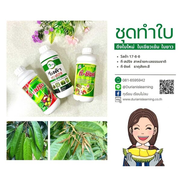 ชุดทำใบ1 ยอดใหม่มาไว ใบเขียว สังเคราะห์แสงดี