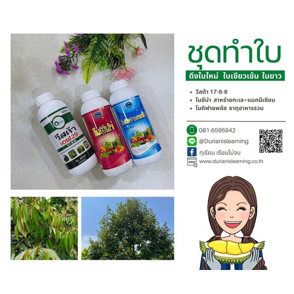 ชุดทำใบ2 ยอดใหม่มาไวใบเขียวเข้มสมบูรณ์