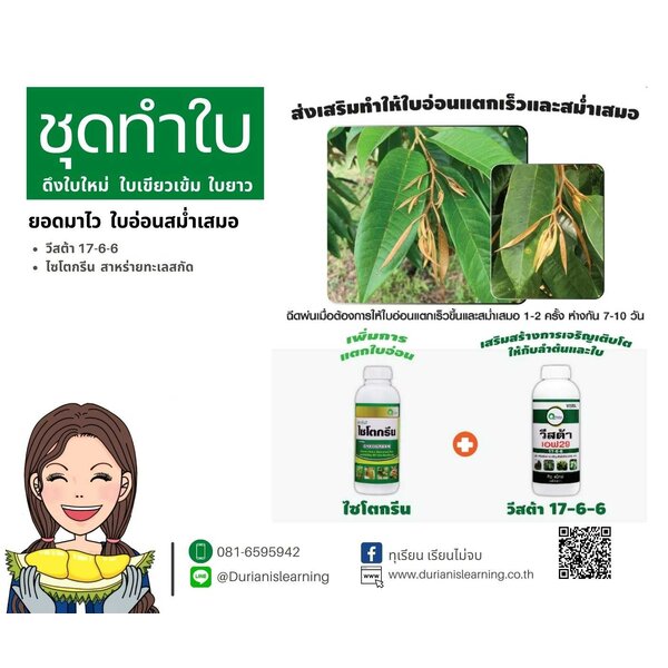ชุดทำใบ6 ยอดมาไว ใบเขียวเข้มสมบูรณ์ จากสาหร่ายไซโตกรีน,และปุ๋ยน้ำ สูตร17-6-6