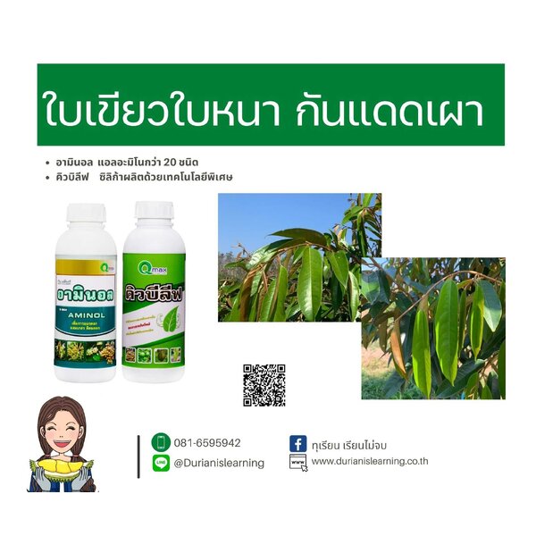 ชุดบำรุงใบ ใบเขียว ใบหนา กันแดดเผา คิวบีลีฟ+อามินอล อะมิโนนำเข้าจากประเทศสเปน