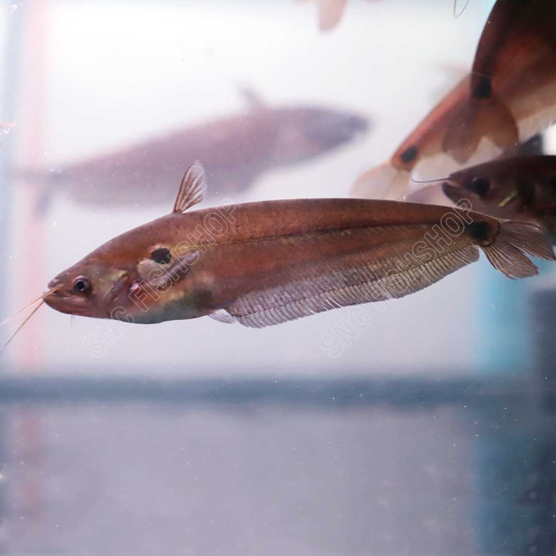ปลาชะโอน (Ompok Bimaculatus) ขายเซทละ 2ตัว/5ตัว ไซส์ประมาณ 10cm.