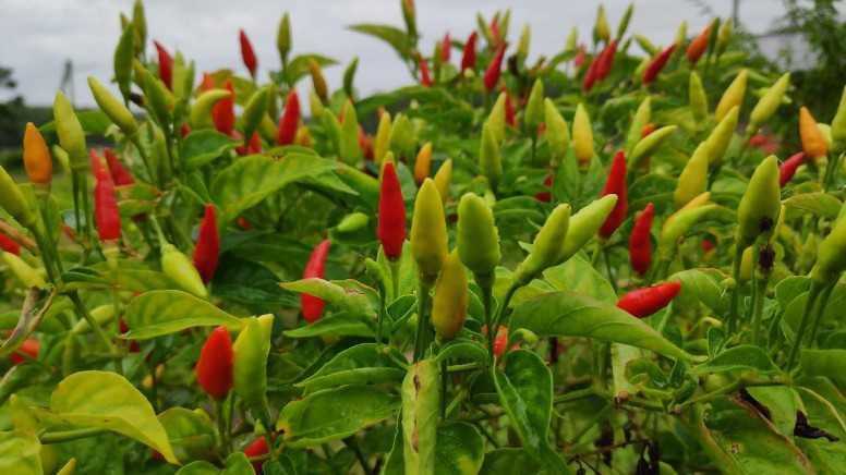 พริกขี้หนูสวนอินทรีย์ แพค 100 กรัม