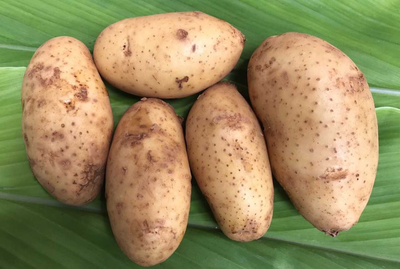 มันฝรั่งอินทรีย์ แพค 500 กรัม