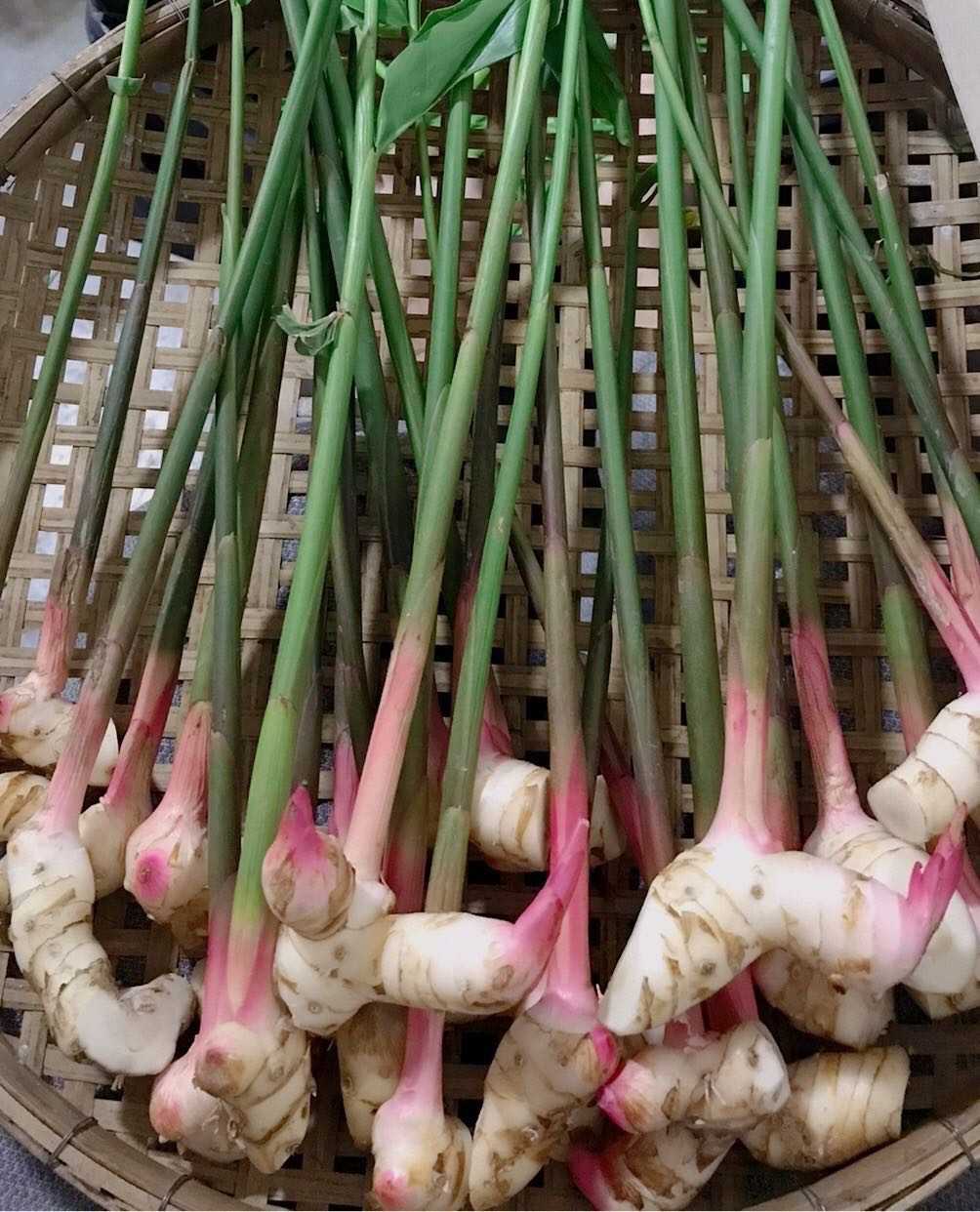 ข่าอินทรีย์ แพค 500 กรัม