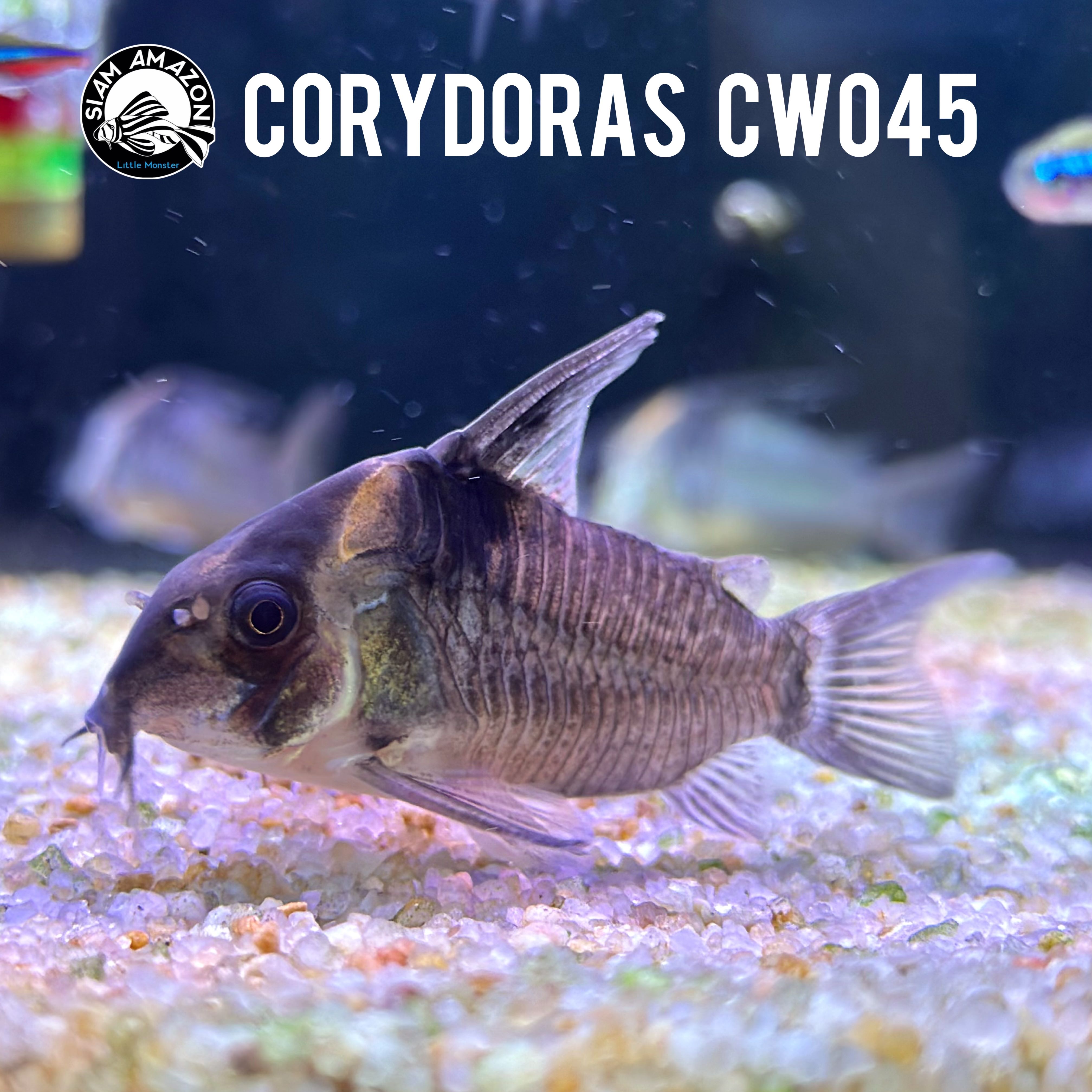 Corydoras CW045 ไซส์ 5cm 🇨🇴