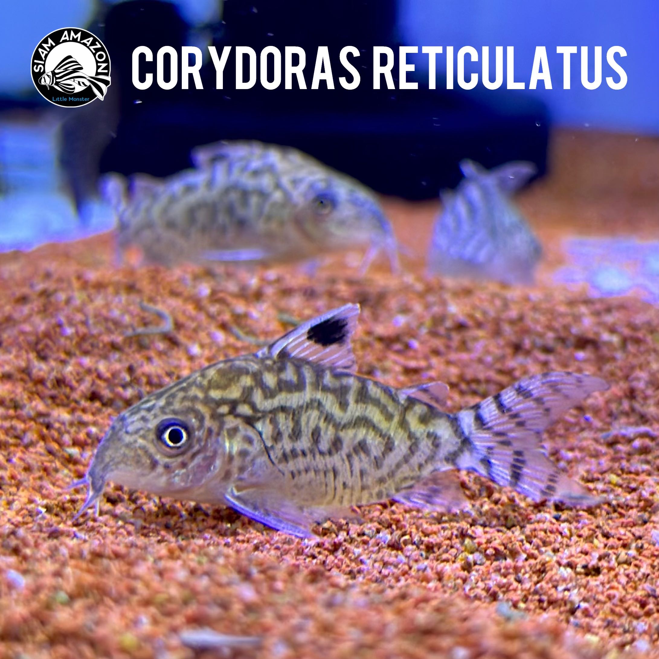 ปลาแพะ Reticutatus 🇵🇪 Corydoras Reticulatus ไซส์ 4 cm