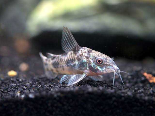 ปลาแพะเปปเปอร์ (Peppered Corydoras)