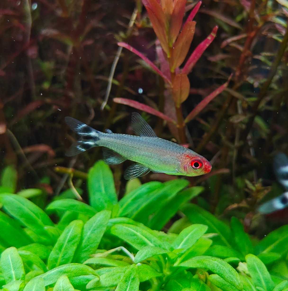 ปลารัมมี่โนส (Rummynose Tetra)