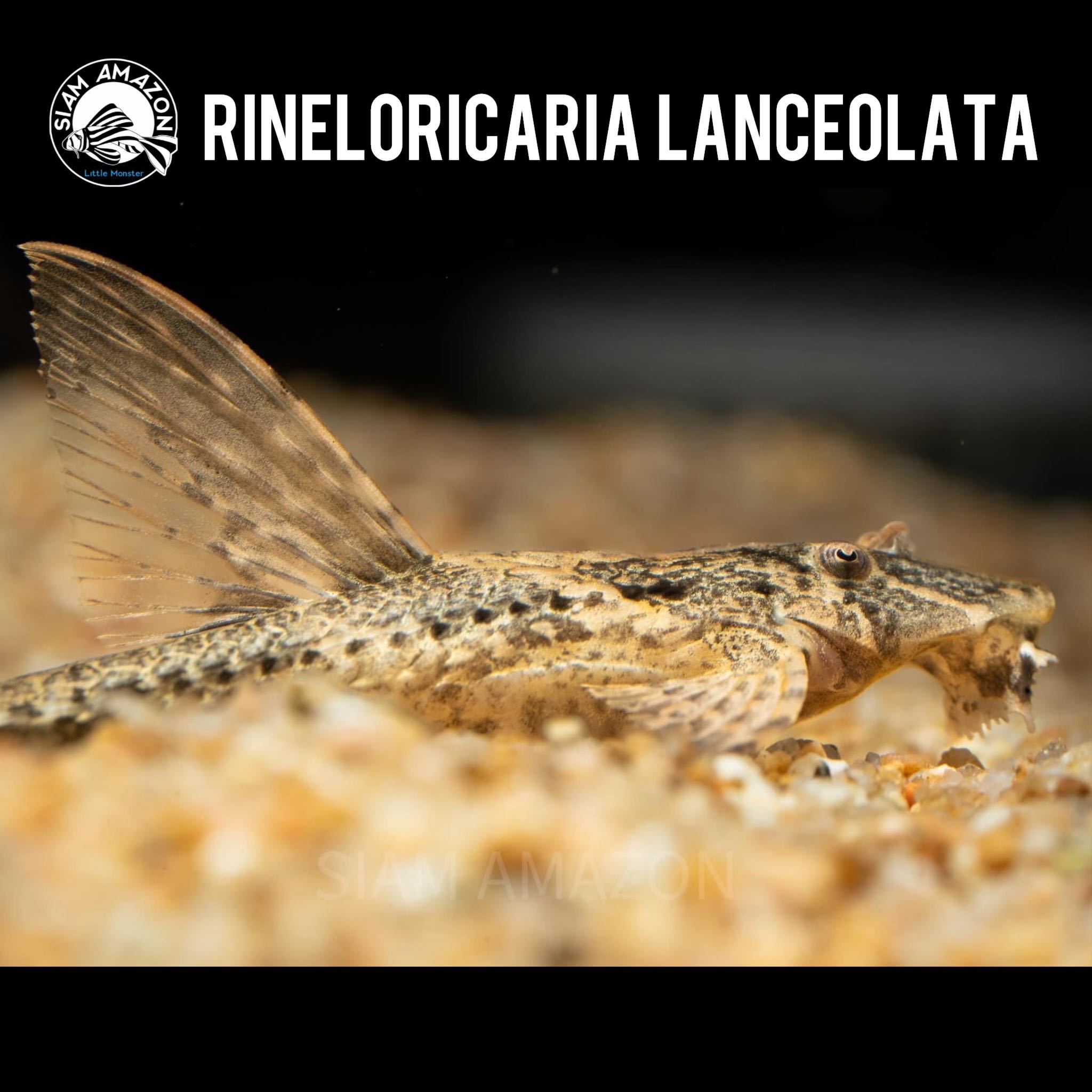 Rineloricaria Lanceolata ไซส์ 3-3.5 นิ้ว 🇵🇪