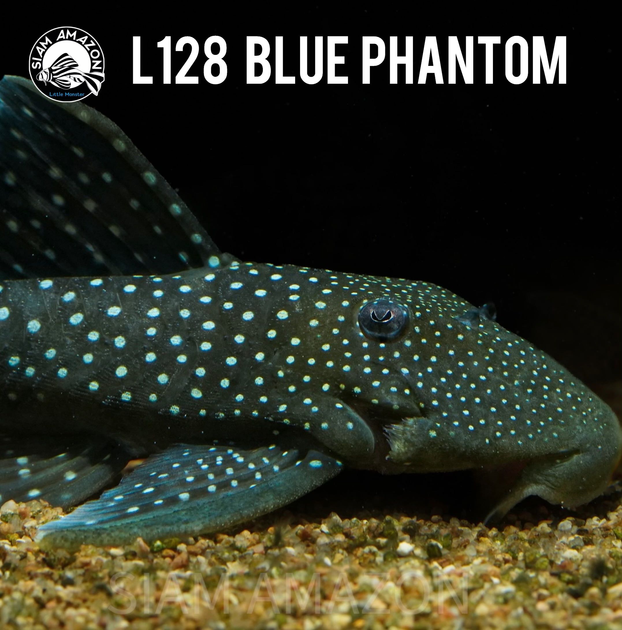 L128 Blue Phantom 🇨🇴 ตัวประกายสีฟ้าลายจุดทั้งตัว