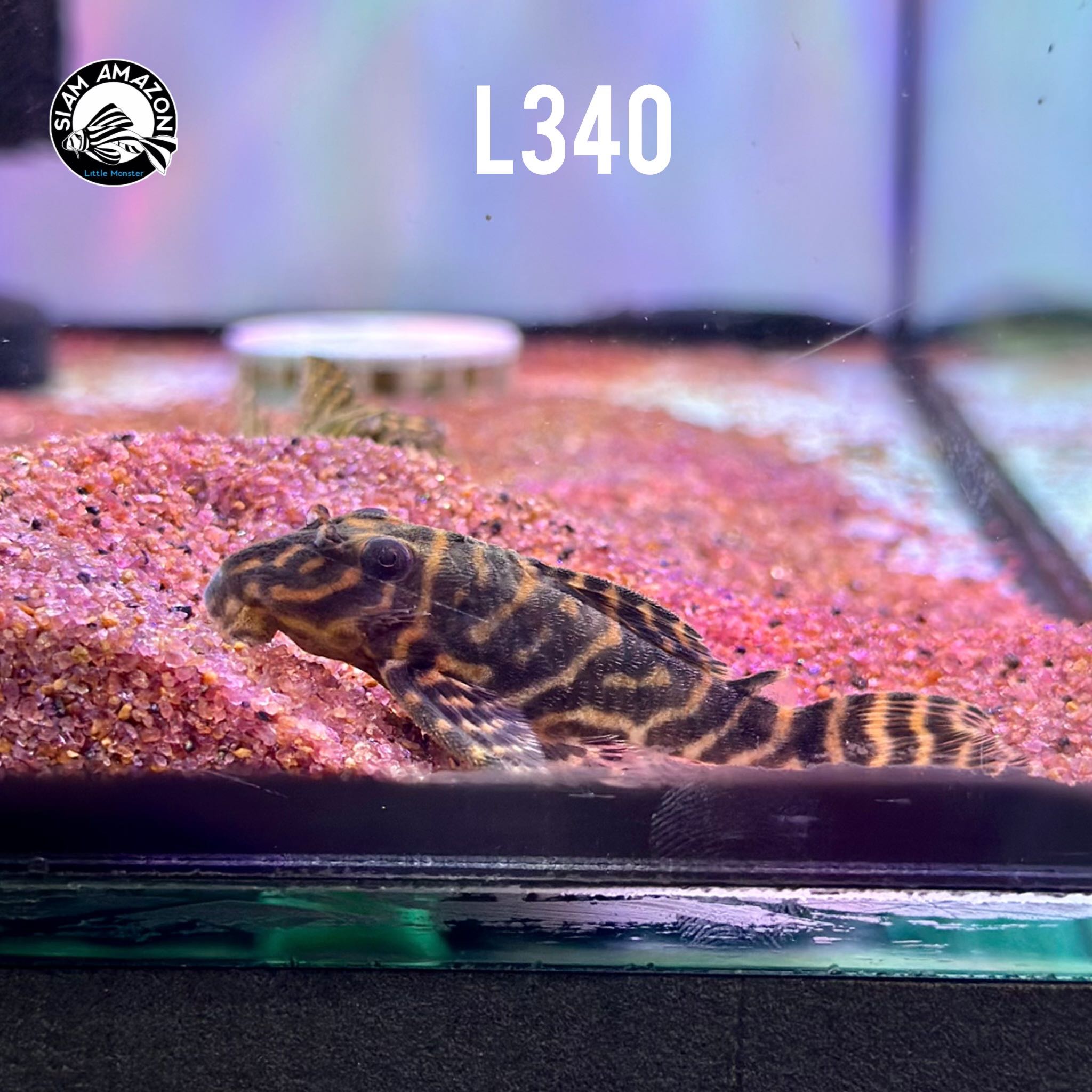 L340 ไซส์ 1.2-1.5 นิ้ว