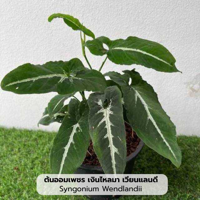 ต้นออมเพชร เงินไหลมา เวียนแลนดี ไม้ฟอกอากาศ ไม้มงคล ไม้ประดับสวน สูง 25-30 ซม. พร้อมกระถาง 6 นิ้ว