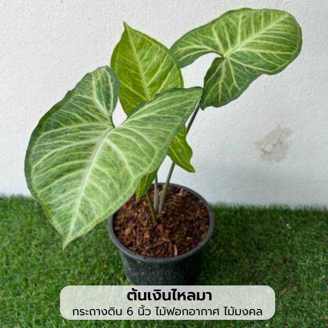 ต้นเงินไหลมา (Syngonium Podophyllum) ไม้มงคล สูง 20-25 ซม. ในกระถาง 6 นิ้ว