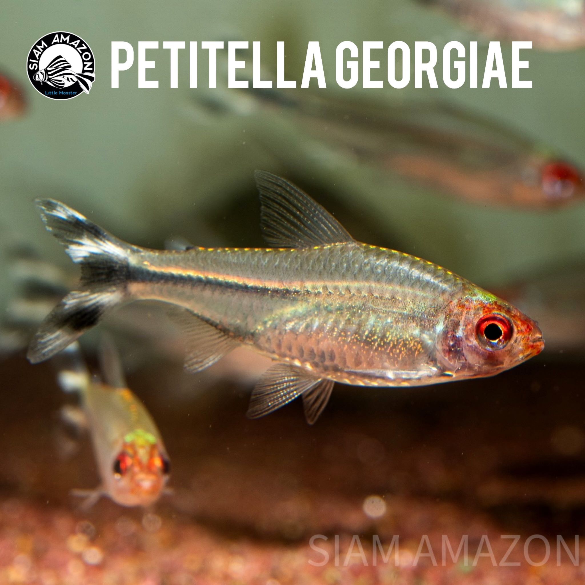 Petitella Georgiae ไซส์ 4 cm 🇵🇪