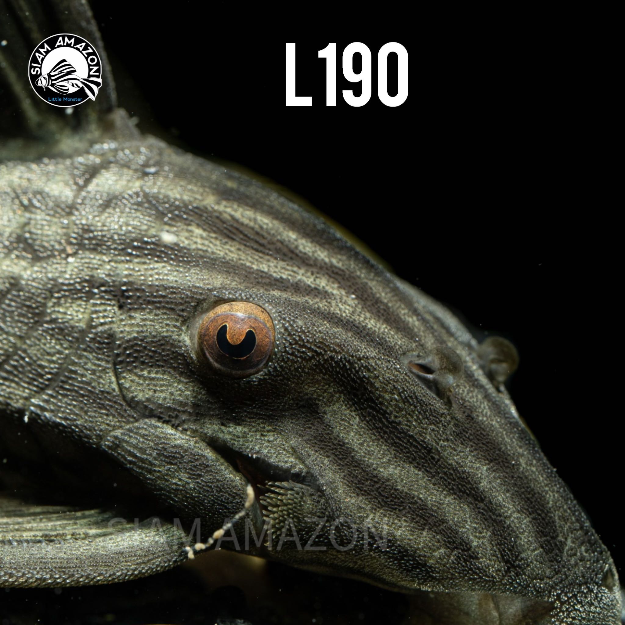 L190 Royal Panaque 🇨🇴 มีหลายไซส์