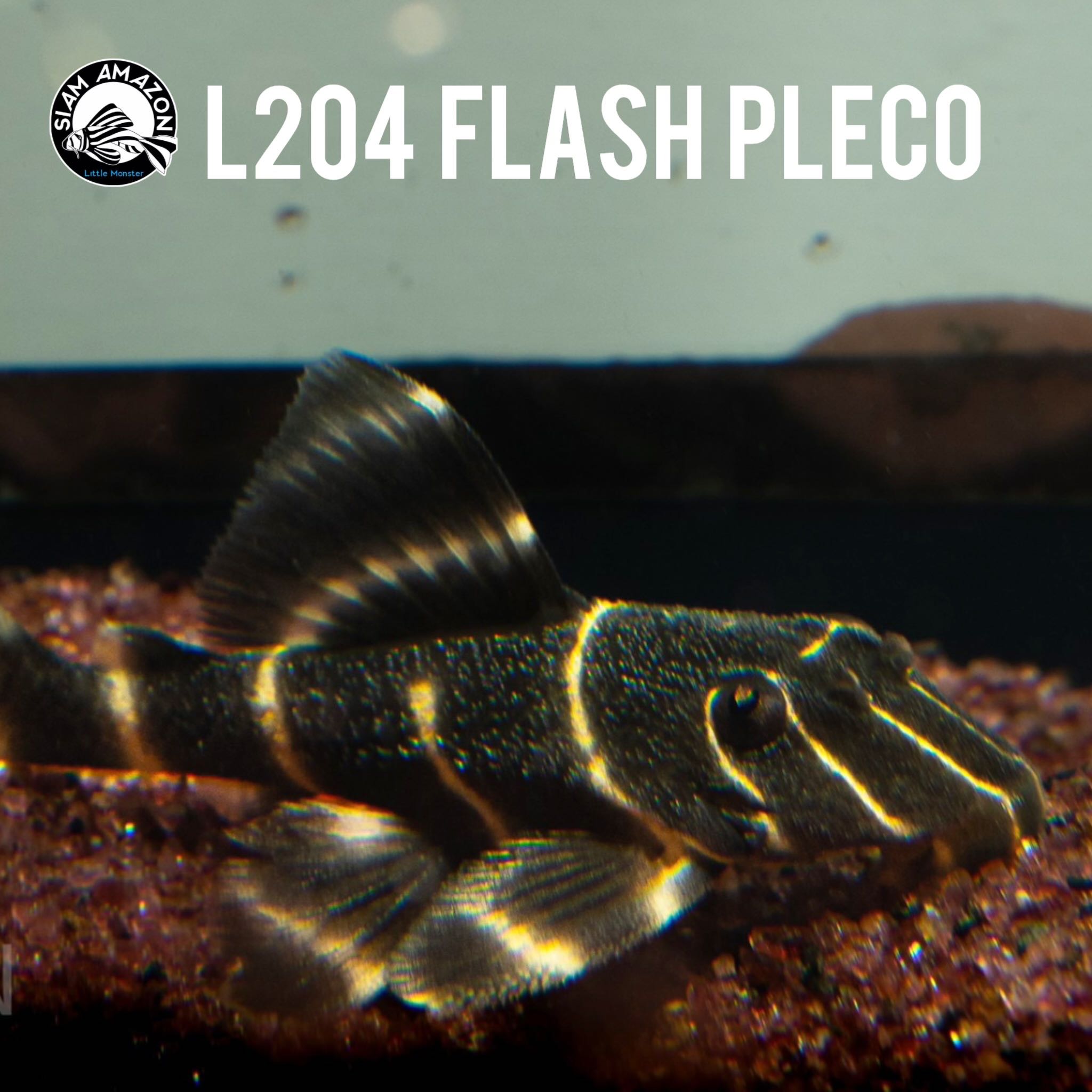 L204 Flash Pleco  ไซส์ 3.5-4 นิ้ว 🇵🇪