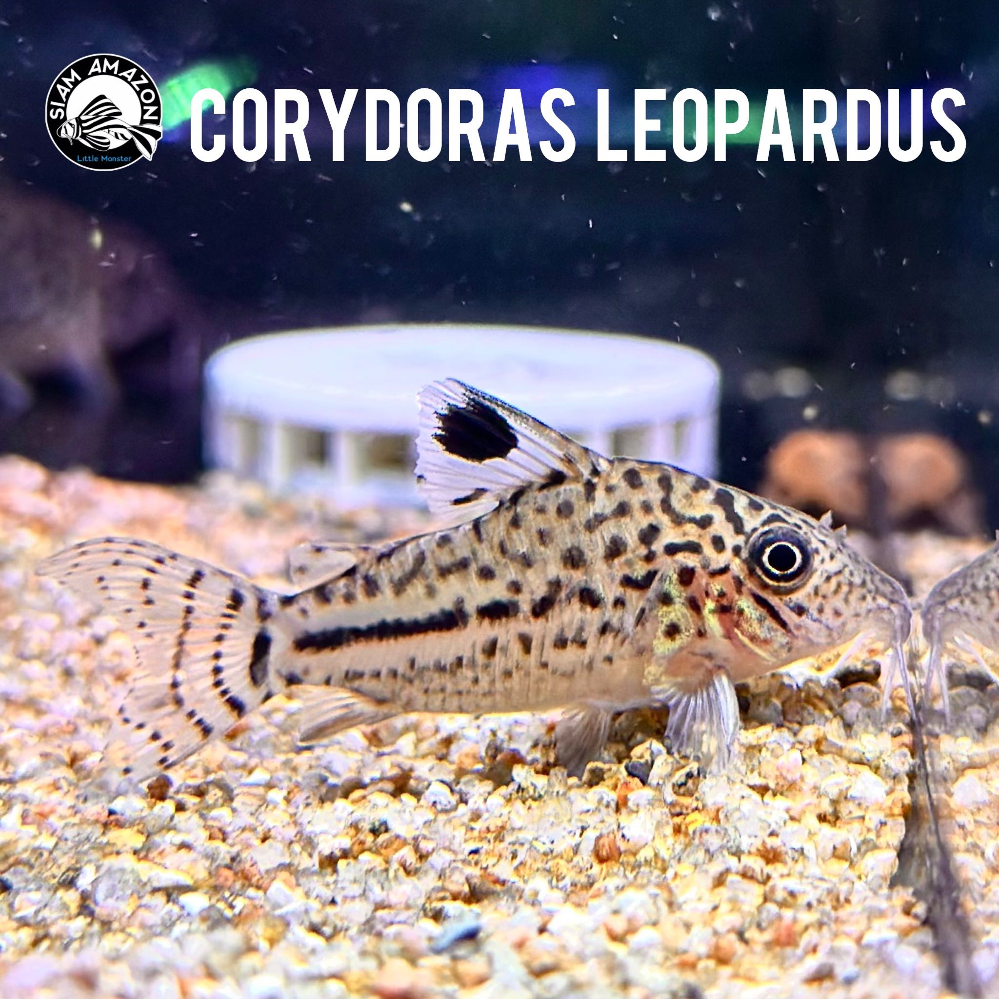 Corydoras Leopardus ไซส์ 1.5 นิ้ว 🇵🇪🇨🇴